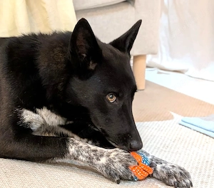 ganz liebe, fröhliche Hündin Michelle aus dem Tierschutz bei München! 