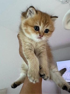 kitten golden schaded 