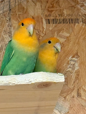 Vögel (Agapornieden) abzugeben mit Käfig