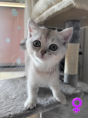 Wunderschöne BKH Kitten 