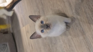 Siam kitten 