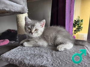 Wunderschöne BKH Kitten 