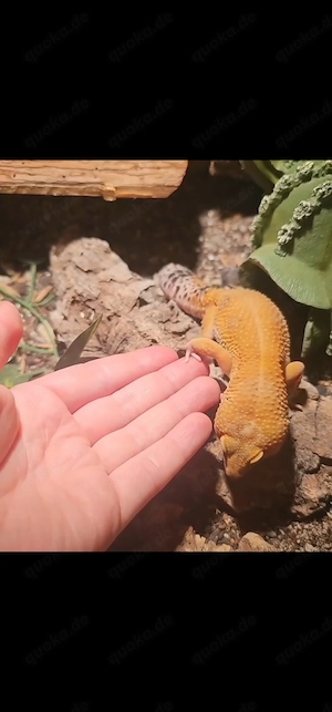 1.0 Eublepharis macularius,  leopardgecko 