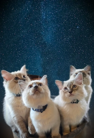 Traumhafte Ragdolls Kater auf der suche nach Menschen mit Herz