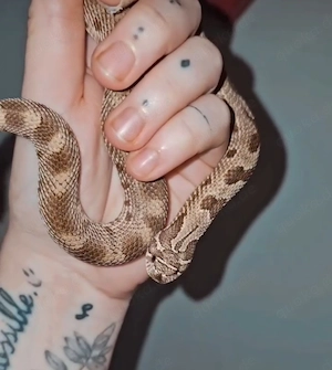 0.1 classic conda heterodon nasicus 