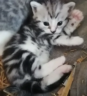 Bkh - EKH kater Kitten 4 Stück ist 1 Kater reseviert sind 3 kater noch Frei