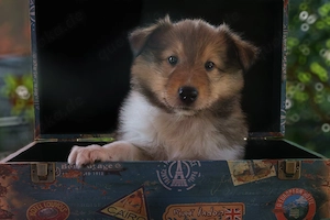 1 toller Collie Langhaar Welpe , Rüde , sucht seine Familie 
