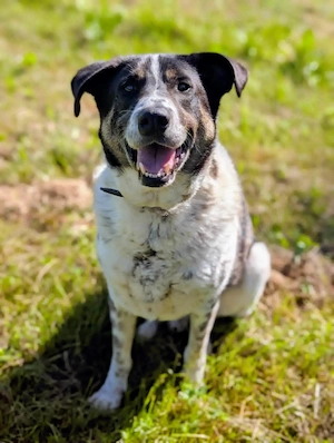 Tiger, ein Hund im besten Alter, mir fehlen nur noch meine Menschen 