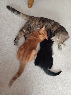 BKH Kitten Mädchen und Junge 