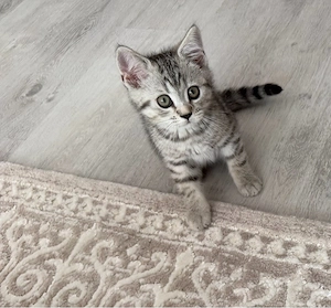BKH männchen britischkurzhaar kitten
