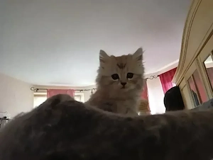 maincoon perser kitten