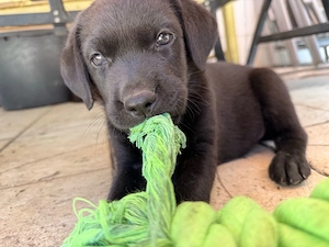 Labrador Welpen