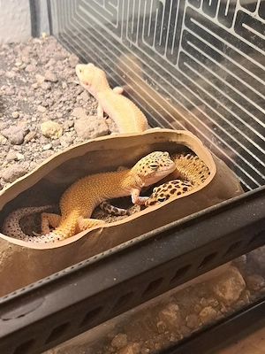 Leopardgecko 