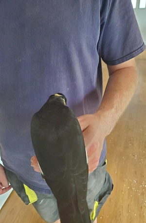 junger Handzahmer Mittel Beo abzugeben  Bild 2