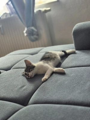 babykatze 15 wochen alt