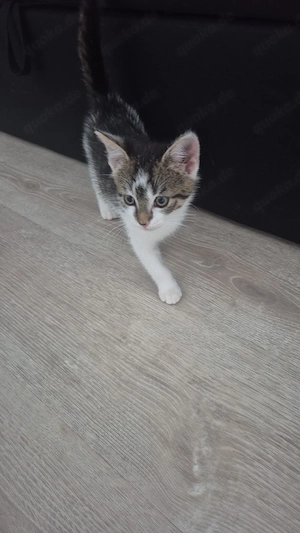 babykatze 12 wochen alt