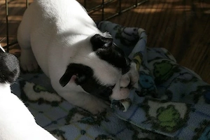Zauberhafte Französische Bulldoggen-Welpen suchen ihr Zuhause!   