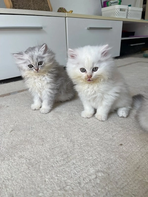 Süße BKH Kitten abzugeben 