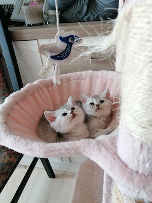 Reinrassige BKH Kitten 