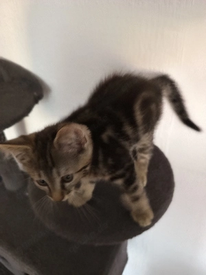 2 Schöne Kleine Katze such neue Haus
