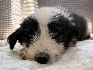 Vicky - freche Lady sucht dich!