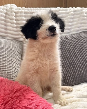Layla - kleines Überraschungspaket sucht dich!