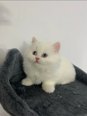 bkh  persisch 5 kitten 