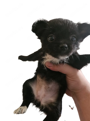 reinrassiges mexikanische Chihuahua-Welpe Nur heute 550  
