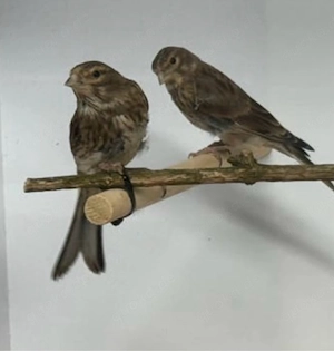 Bluthänfling Pärchen 