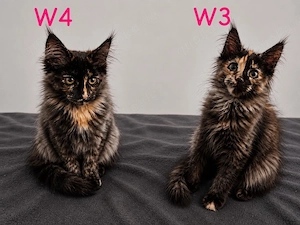    Maine Coon Kitten   Silver   Smoke   Tortie   liebevoll aufgezogen    Bild 4