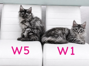    Maine Coon Kitten   Silver   Smoke   Tortie   liebevoll aufgezogen    Bild 3