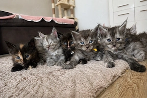    Maine Coon Kitten   Silver   Smoke   Tortie   liebevoll aufgezogen   