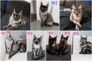    Maine Coon Kitten   Silver   Smoke   Tortie   liebevoll aufgezogen    Bild 2