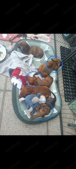 3 Zwergdackeljungs suchen noch ihr für-immer-Zuhause 
