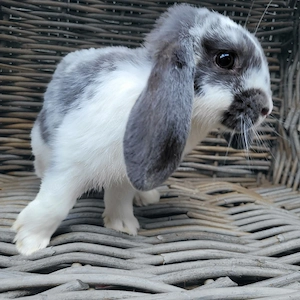 Liebe soziale Zwergkaninchen Weibchen 0,5-5Jahre abzugeben  Bild 4
