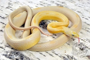Kornnatter 1.0 Lemon Striped 