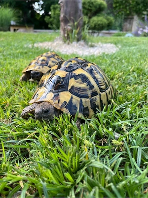 Grichische Landschildkröte Schildkröte Thb
