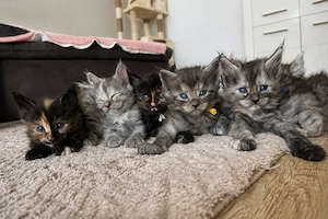 Wunderschöne Maine Coon Kitten 