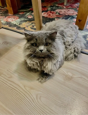 bkh kater 