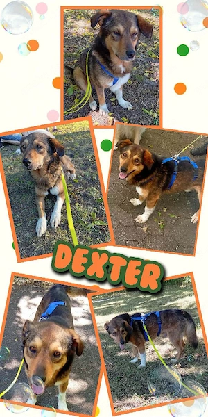 lieber, offener, menschenbezogener, unkomplizierter Traumrüde "Dexter" sucht ein liebevolles Zuhause