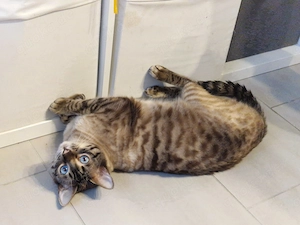 Bengal Kater sucht neues Zuhause