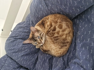 Bengal Kater sucht neues Zuhause