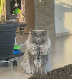 bkh Kater LH Bild 2
