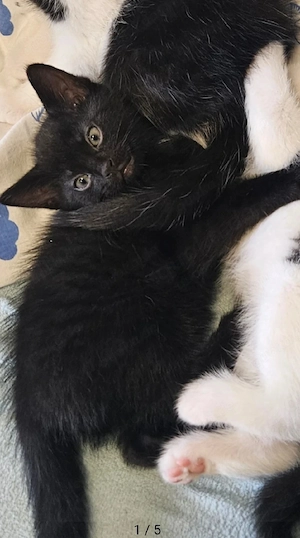 babykatzen 