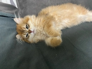 Britsch landghaar ny Katze 