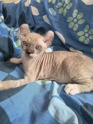 Sphynx Katze 