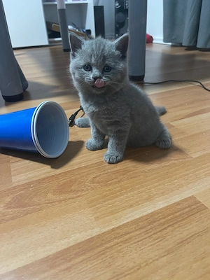 3 Kurzhaare britische Katzenbaby  9 wochen alt. mit Mutter auch möglich 