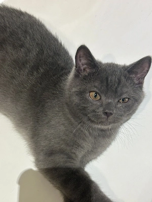 BKH Kitten, katze, Kätzchen 