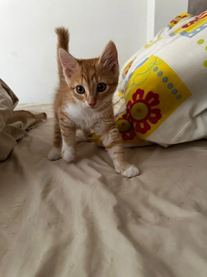   Peanut & Cookie, suchen zusammen ihr Glück
