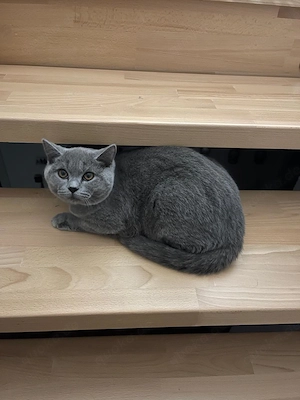 Kurzhaare britische Katzen 